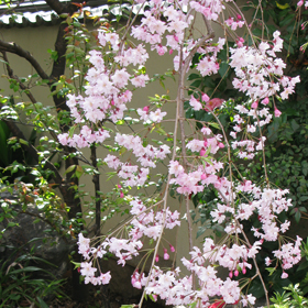 龍善寺四季折々の花