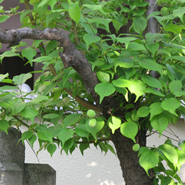 龍善寺四季折々の花