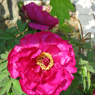 龍善寺四季折々の花